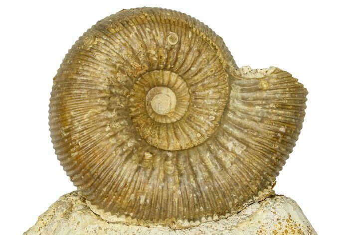 Jurassic Ammonite (Cadomites) Fossil - Évrecy, France #367903